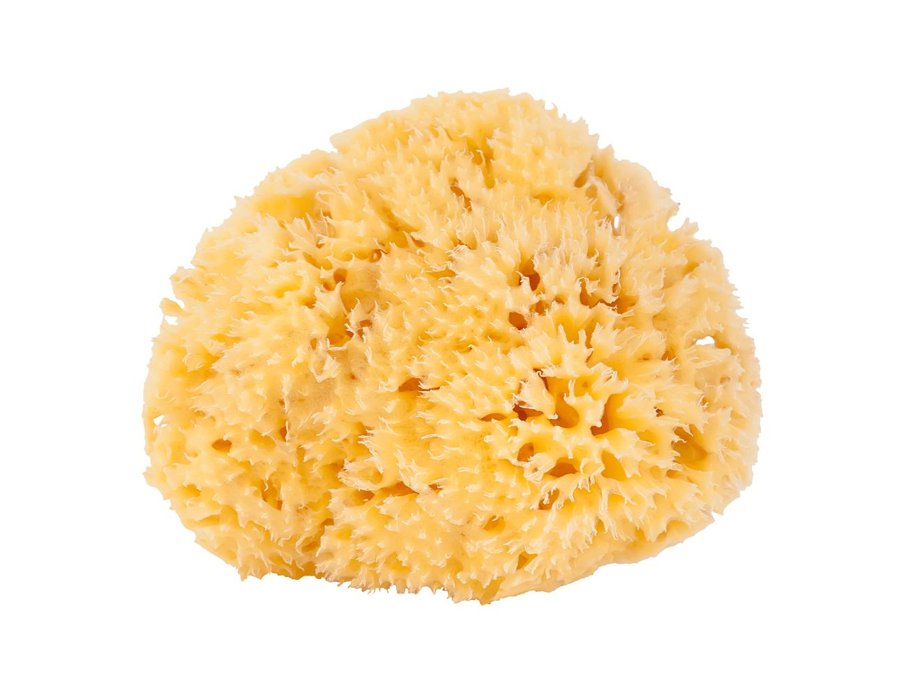 Natuurspons